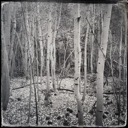 Aspens4